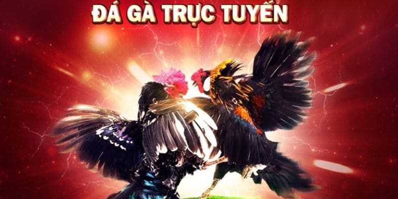 Đá gà trực tuyến mt68