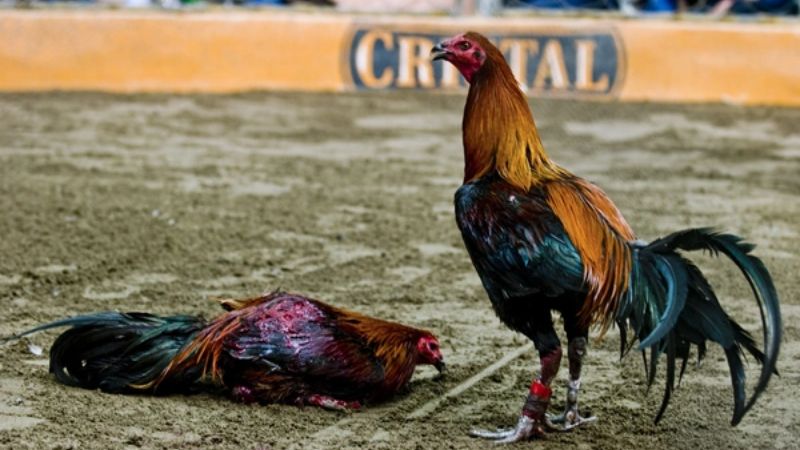 Gà peru là gì