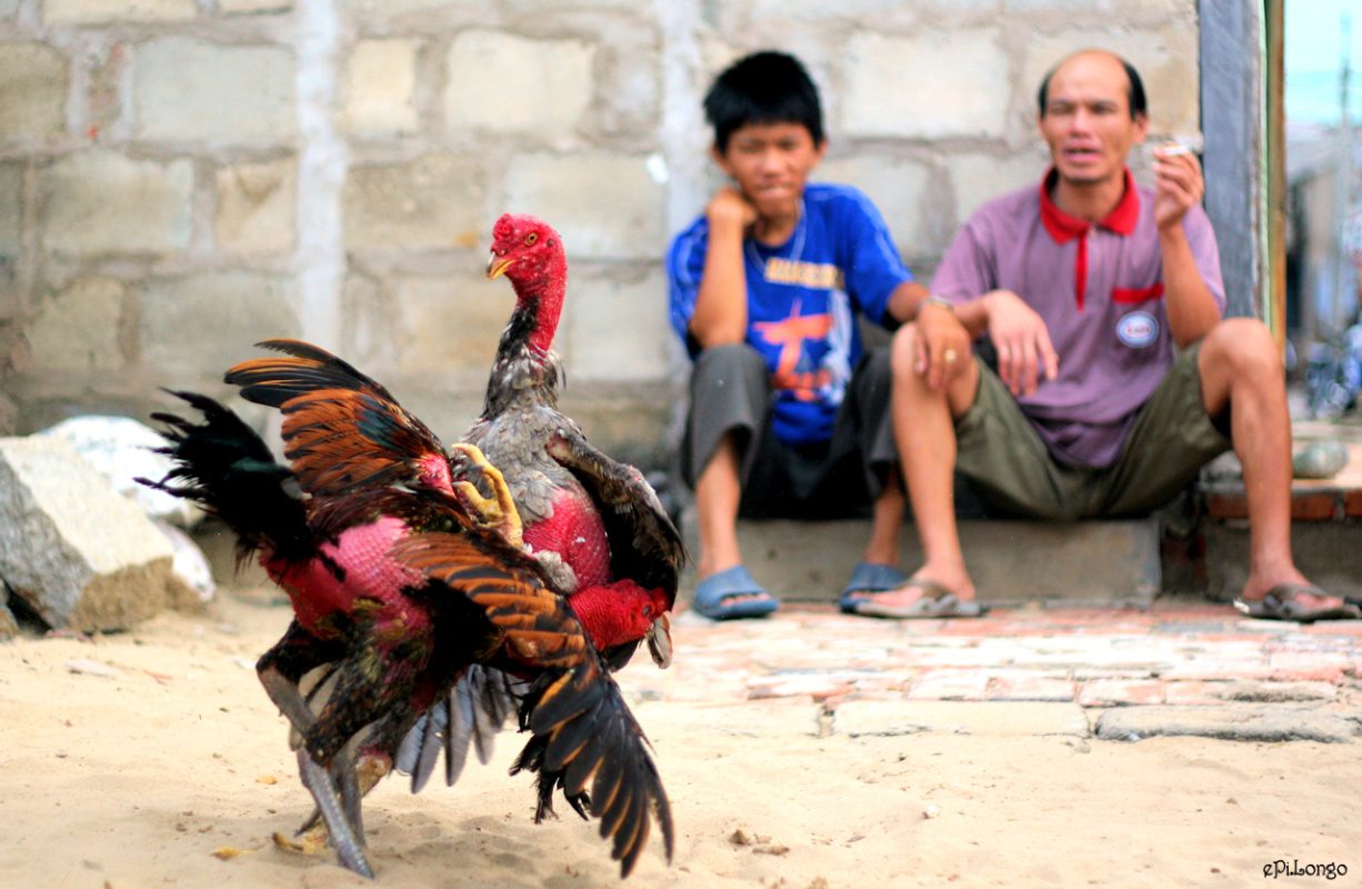 cách phối màu lông gà