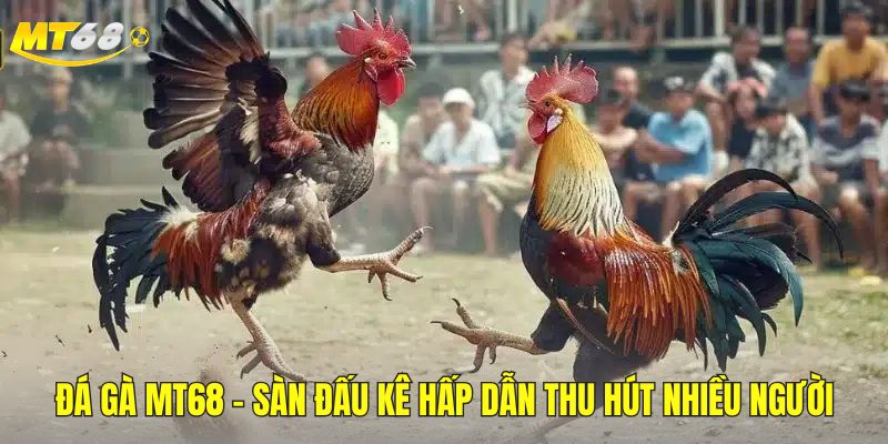 Đá gà tại mt68