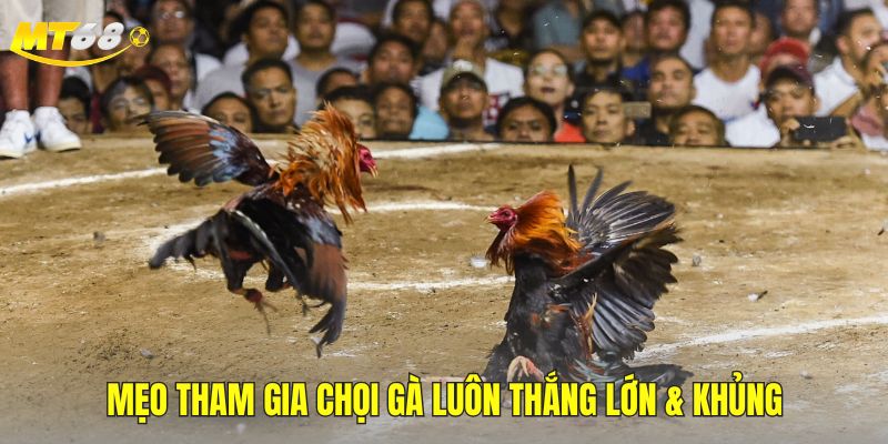mẹo đá gà
